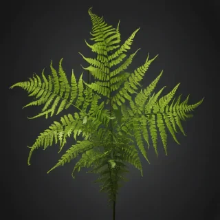 transparent fern png