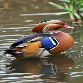 mandarin duck
