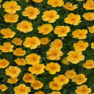buttercup flower