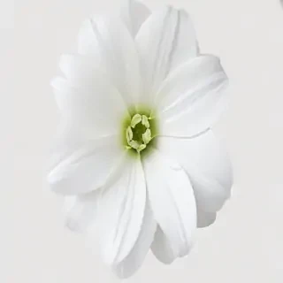 white flower transparent