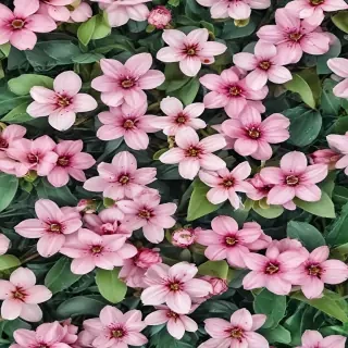 spring walpaper