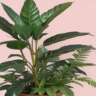 aesthetic plants png