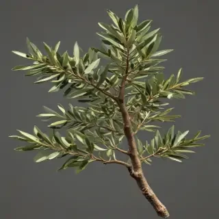 olive branch png