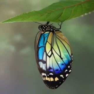 butterfly cocoon png