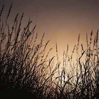 grass silhouette