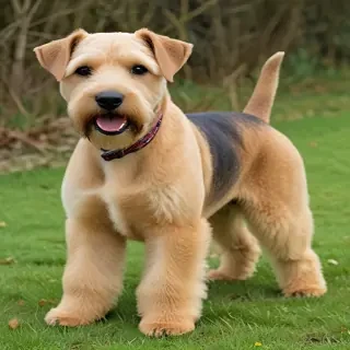 lakeland terrier