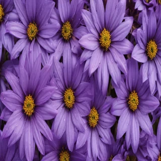 purple flowers drawing