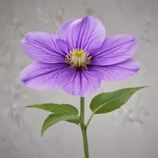 transparent purple flower