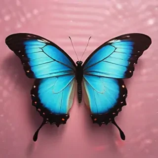 aesthetic butterfly wallpaper