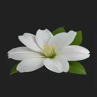 white flower png