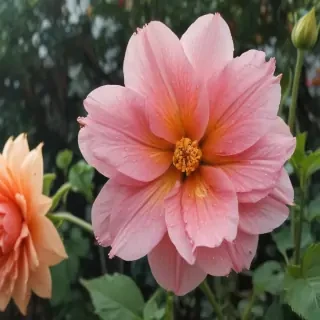flower drawwing