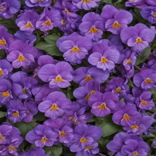 violets png