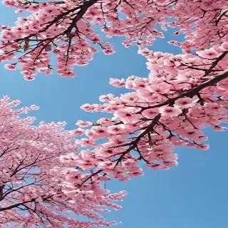 aesthetic spring wallpapers