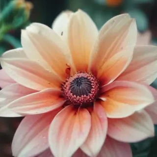 iphone flower wallpaper