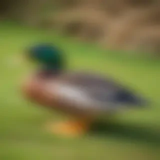 background duck