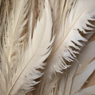 feather background