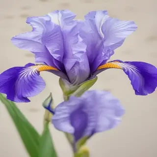 iris flower