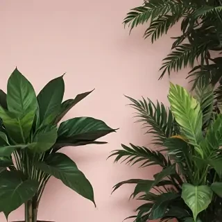 aesthetic plant wallpaper