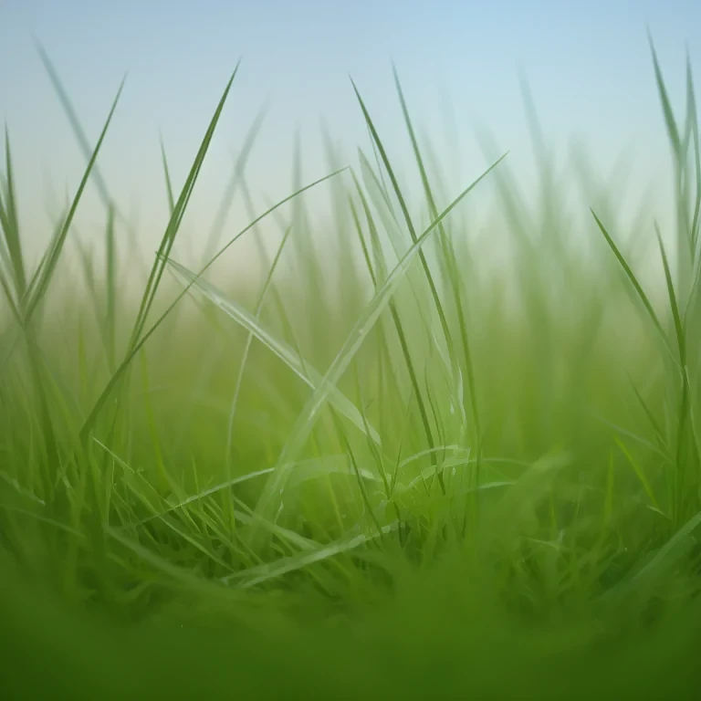 grass transparent