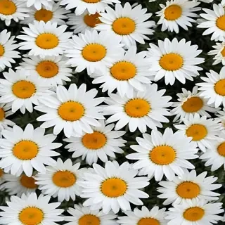 daisy background wallpaper