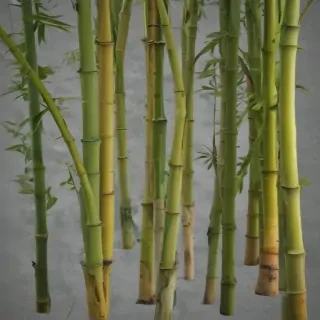bamboo png