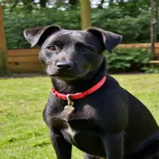 patterdale terrier