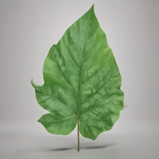 green leaf png