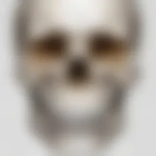 transparent skull png