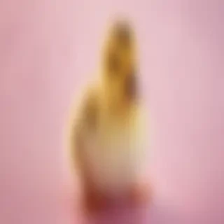 cute duck wallpaper