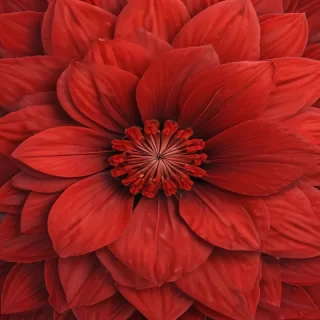 red flower bg