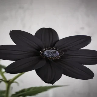 black flower