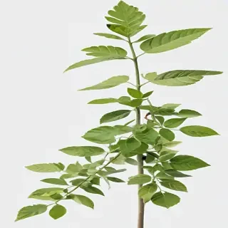 plant transparent background