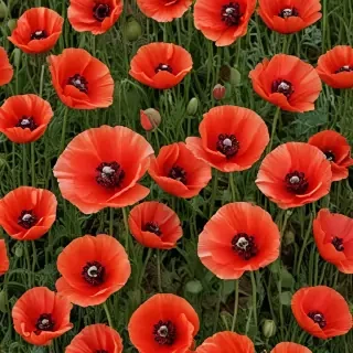 poppy flower