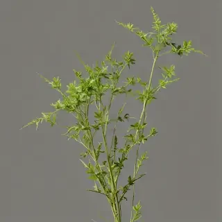 weeds png