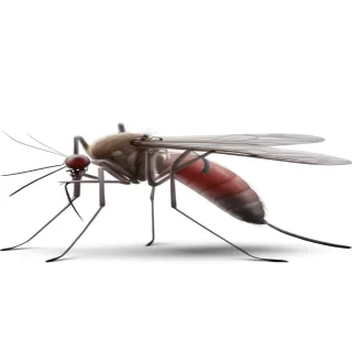 mosquito png