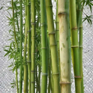 bamboo png
