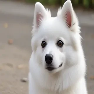 japanese spitz dog breed