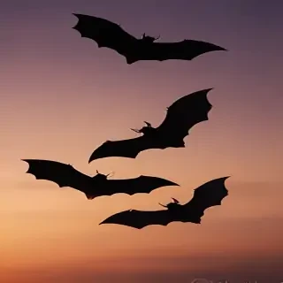 pics of halloween bats