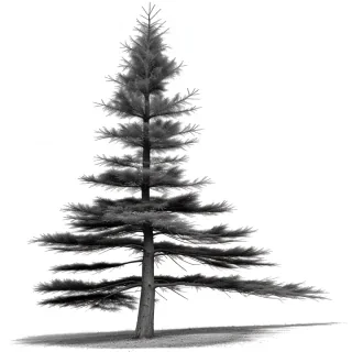 black and white pine tree clip art