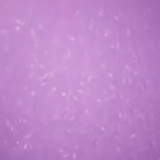 light purple backgorund