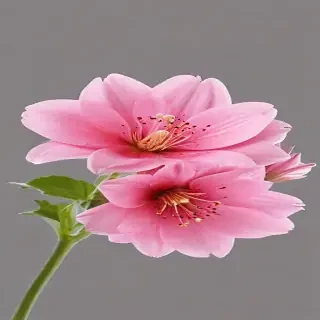 pink flower transparent background