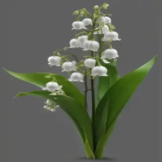 lily of the valley png