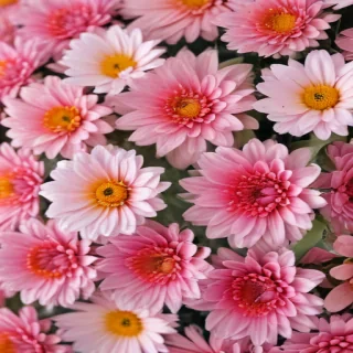aesthetic flower background