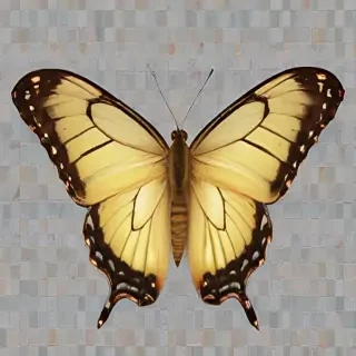 butter fly png