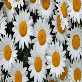 wallpaper daisy flower