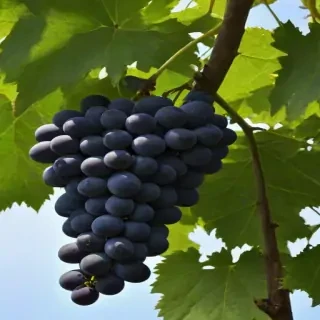 grape tree
