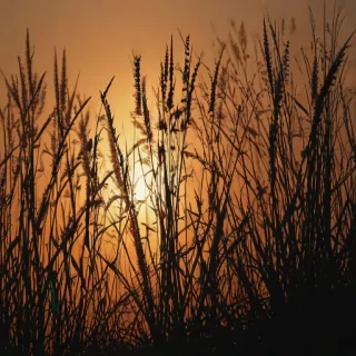 grass silhouette
