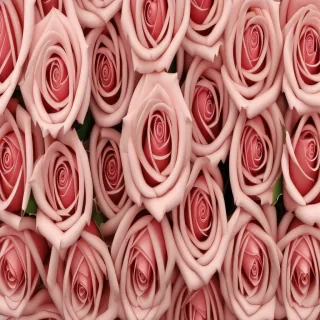 rose wallpaper background