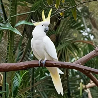 cockatoo