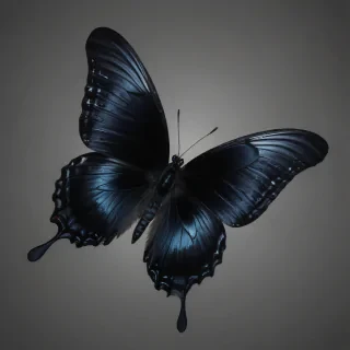 black butterfly png
